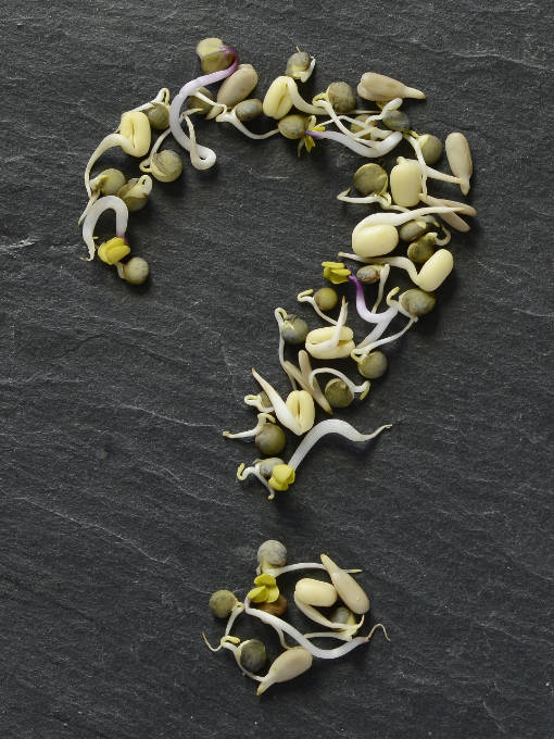 Fragezeichen aus Sprossen