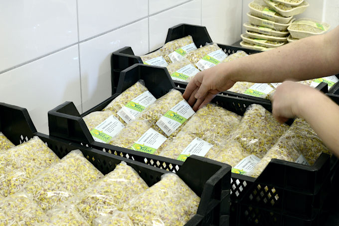 versandfertige Vitalsprossen