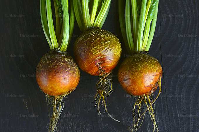 Gelbe Beete mit Grün und Wurzeln